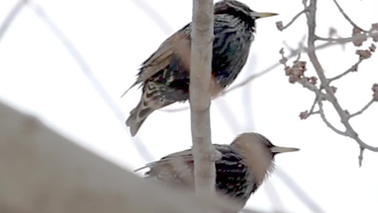 Starling Duet