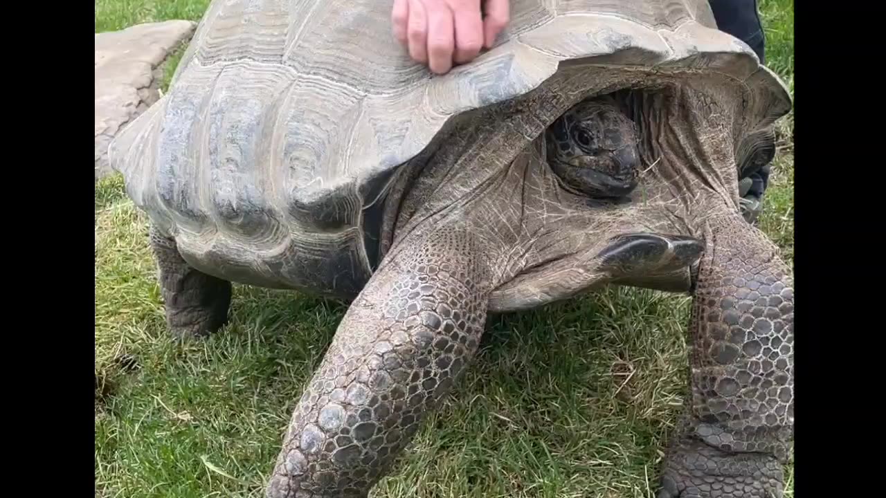 Koraline loves a good shell scratch! 🐢 😃