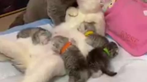 Linda família de gatinhos