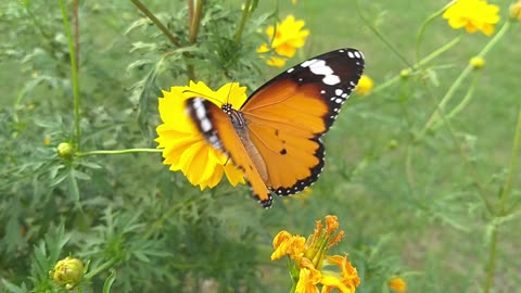 Butterfly on Yellow Flower