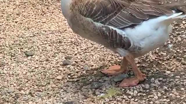 What a fat goose