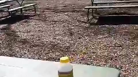 DAY OF ECLIPSE ☀️ ME BY MYSELF AT PICNIC BENCH