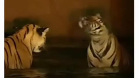Cat wala moment bohot pyari hai 😍😍