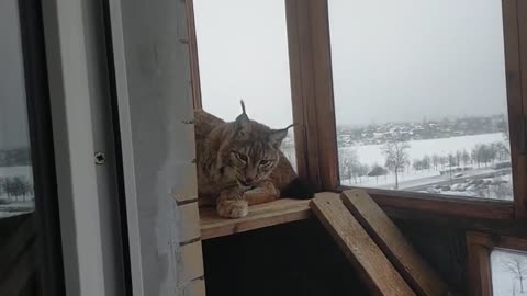 When a kitty, a pest.
