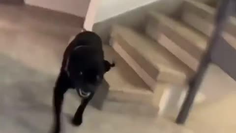 Man says fuck you bitch! To his 🐕dog