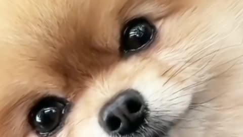 Cute Puppies || Baby Dog || Animal video || cute animal baby puppy dog