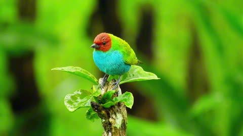 Most beautiful birds in the world.