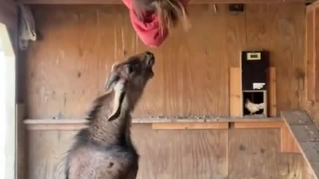 Aggressive goat running after a women