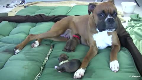 Dog giving birth naturally learn on how to handle with care!