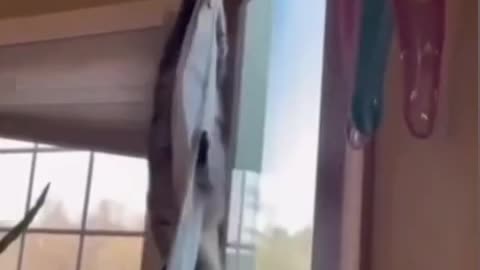Funny animals