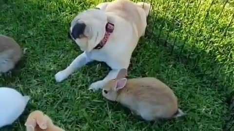 Cute Dog playing With rabbits in Garden