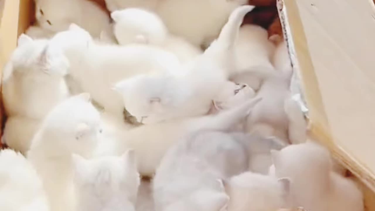 Cat video usa cat Video beautiful children cat