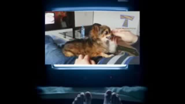 Best funny and cute dog video 😄😄😄