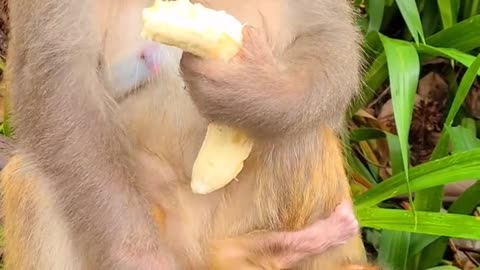 Mother monkey eats Bananas