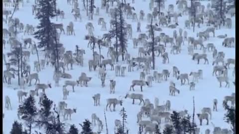 Caribou Search for Food During a Cold Winter | The Greatest Wildlife Show on Earth | BBC Earth