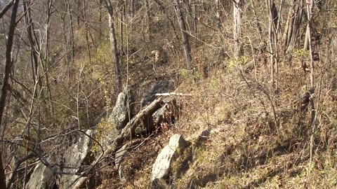 Pogi running through the woods