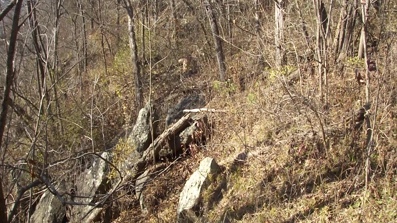 Pogi running through the woods