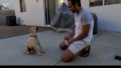 Labrador Puppy Learning and Performing Training Commands | Dog Showing All Training Skills