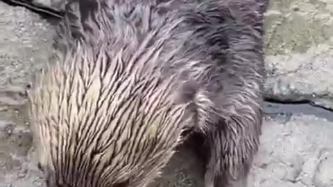 This Seal Behaves Like A Human #shorts #viral #shortsvideo #video