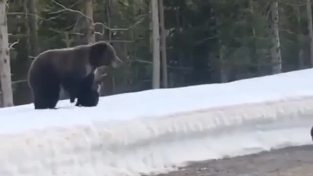 Bear flow off from the ice floor
