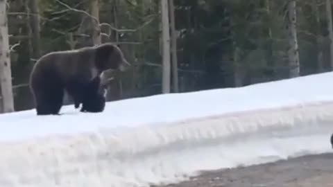 Bear flow off from the ice floor