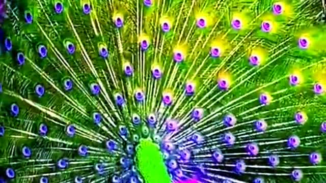 Bird video mind relaxing video