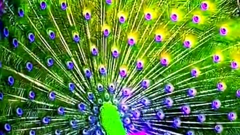 Bird video mind relaxing video