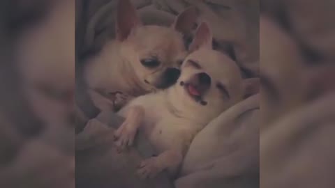 Chihuahua sleeps so sweetly