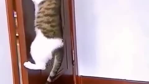 Do all cats do this