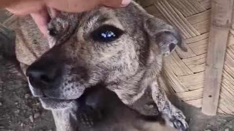 Mamadog ( blind Dog )