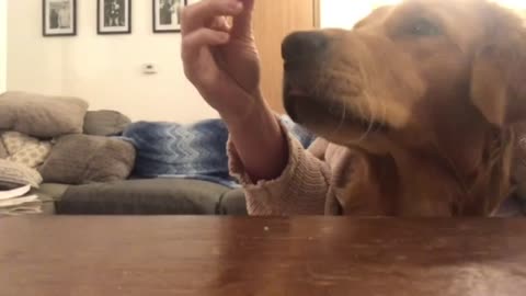 Golden Retriever Skillfully Feeds Himself Treats