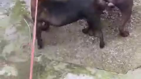 Dog rumanc