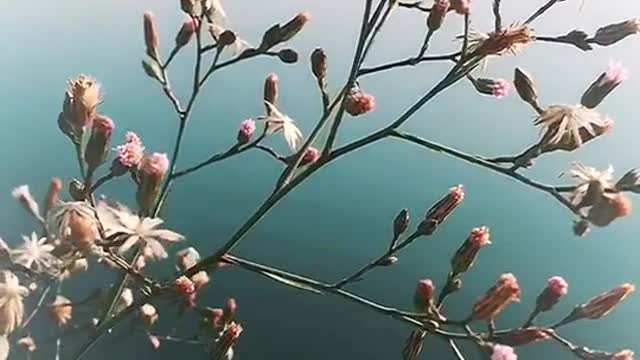 wildflowers by the river