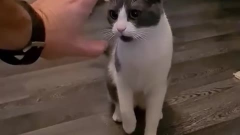 Very atack Cat.