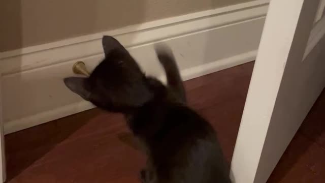 Just discovered the door stop