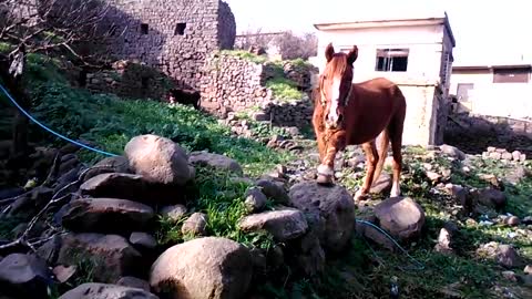 Nice horse making nice movement