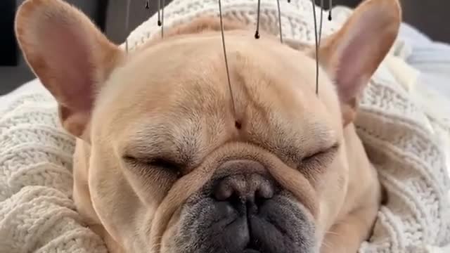 Approaching. This little Bulldog is a good