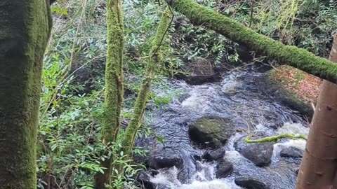 The Vartry river gorge, Wicklow, Ireland