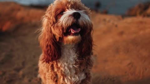 $1K Purebred vs. $20K Mixed Breed: Which Dog Is Worth It?