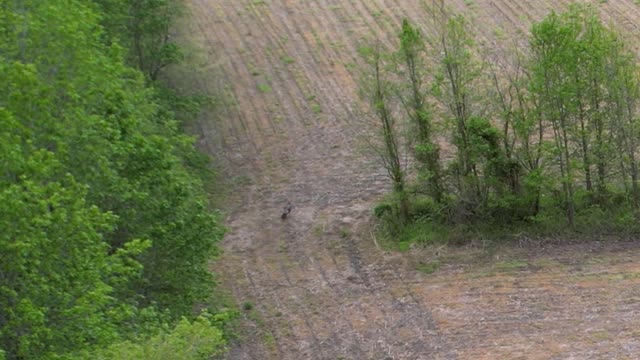 Turkey in Back Field 2022.02.11