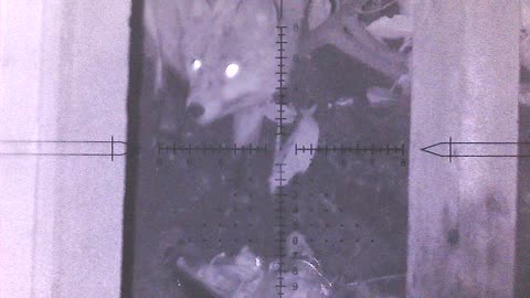 Unexpected Visitor on my rat hunt