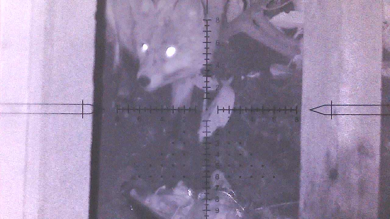Unexpected Visitor on my rat hunt