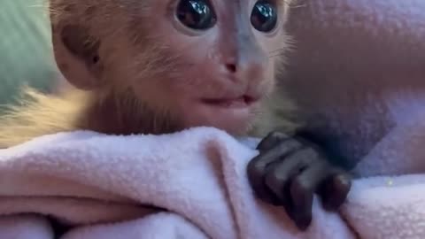 cold monkey