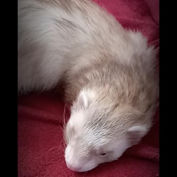 Daily dose of Romeo!