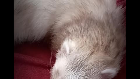Daily dose of Romeo!