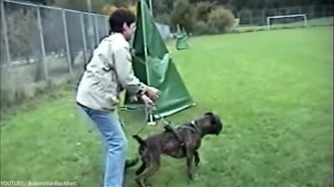 Top 15 Military and Police Dog Breeds in the world