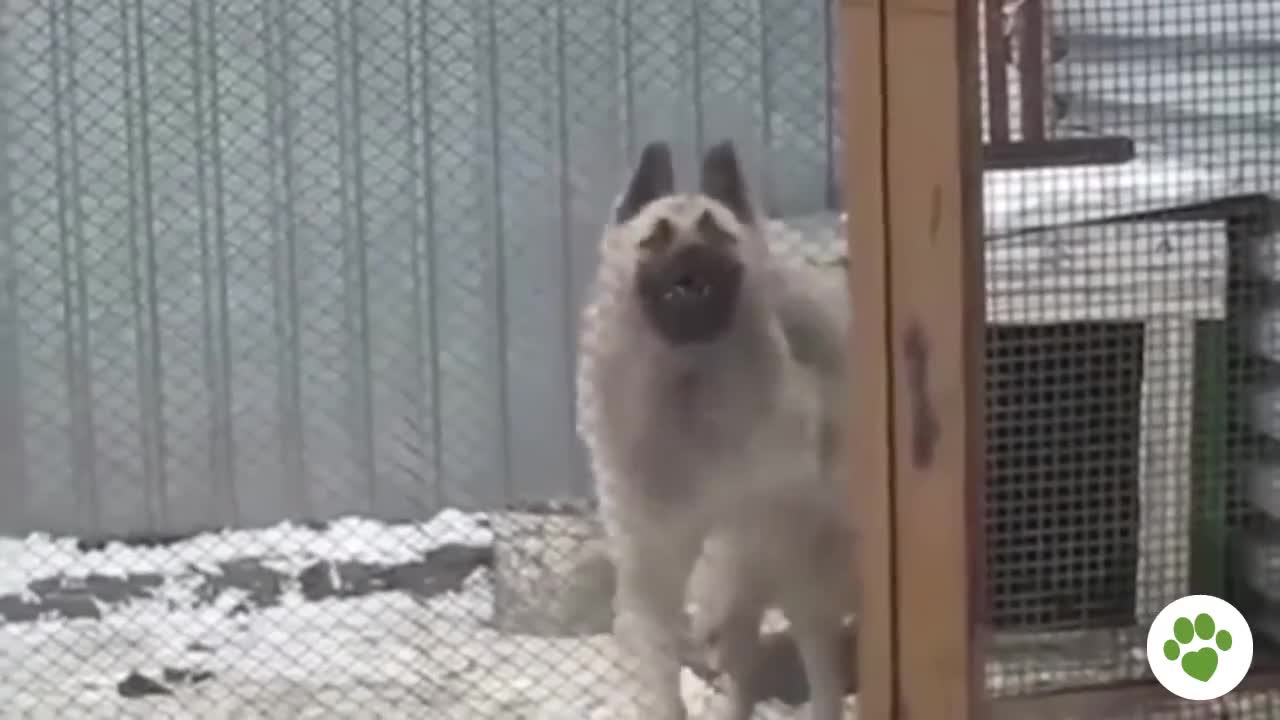 funny animals 18
