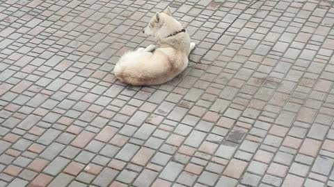 Husky Song!