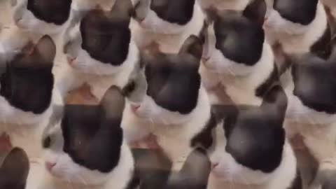 o gato cantor de musicas ele sabe dancar