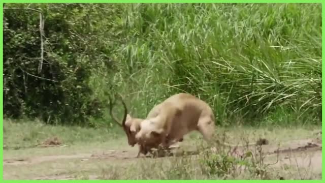 Animals That Can Kill LION With Horns To Escape - Lion vs Impala, Buffalo.